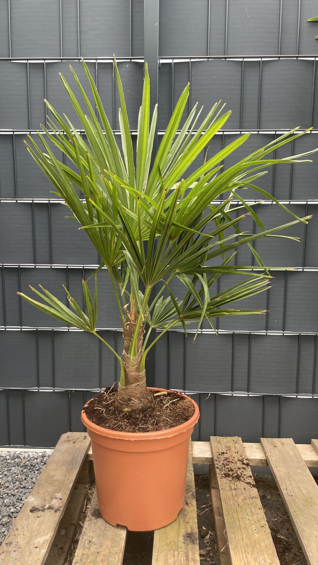 Trachycarpus fortunei Chinesische Hanfpalme 160170cm TCF160170